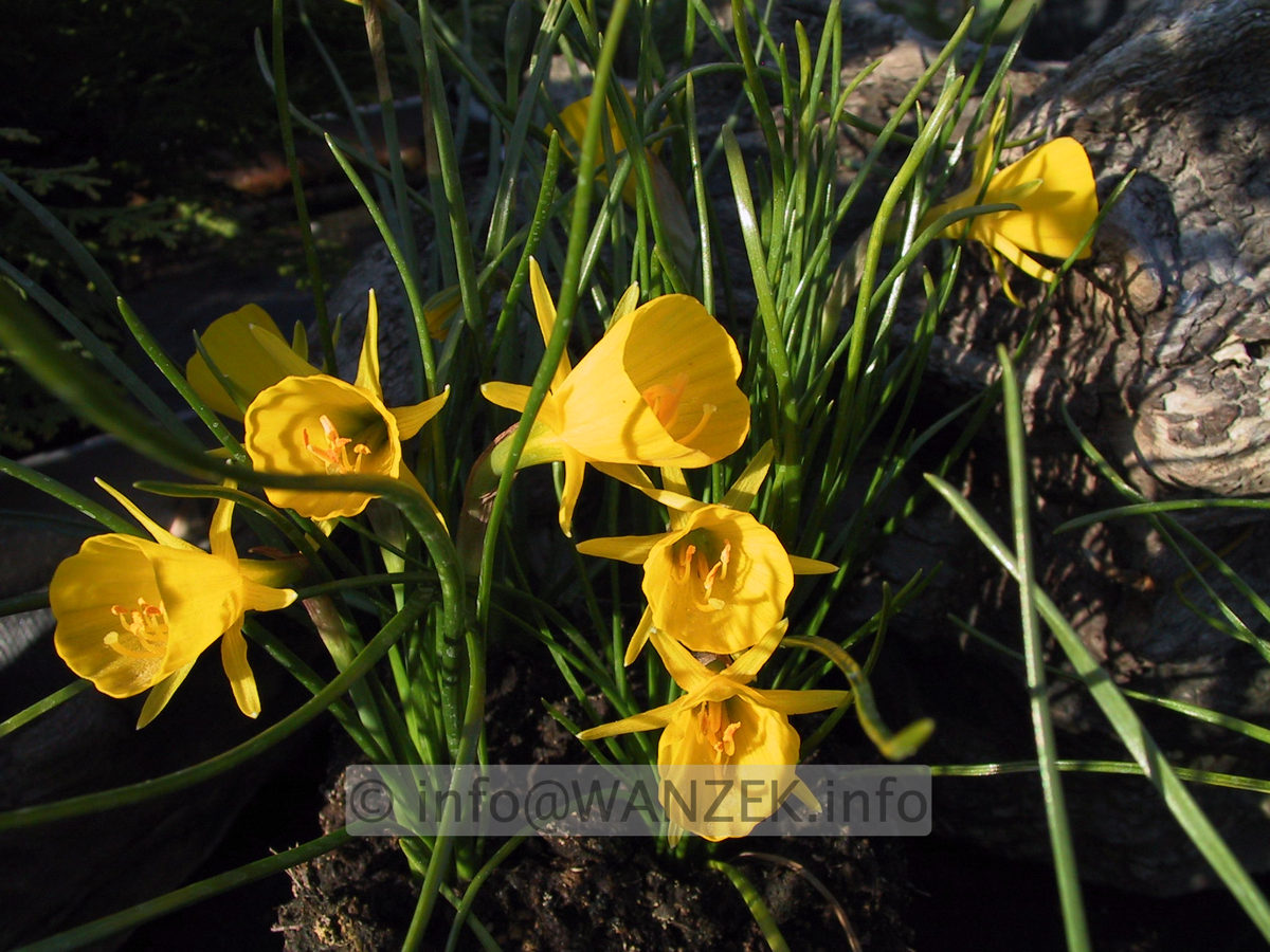 Narcissus bulbocodium Golden Bell 04.JPG